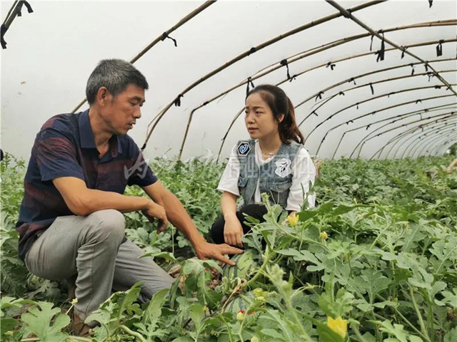 幫幫我！內江瓜農求助：再有四五天，地里三萬斤西瓜就要爛了......(圖6)