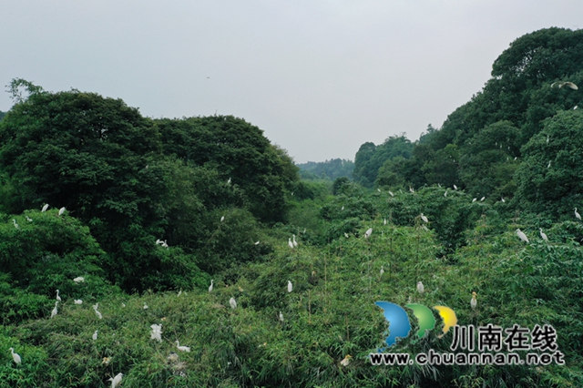 深山里的鳥兒天堂！納溪發(fā)現(xiàn)一個白鷺天然聚居點(圖1)