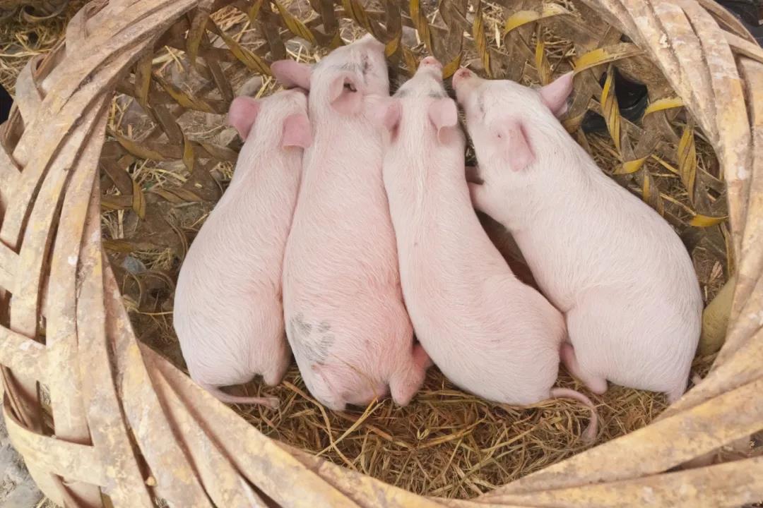 產(chǎn)能恢復(fù)超預(yù)期，生豬養(yǎng)殖盈利遇雙向擠壓(圖4)