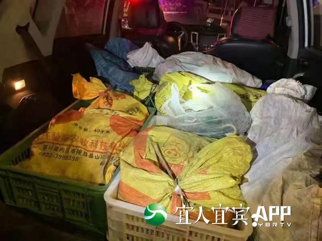 嚇人！宜賓一小車被查，竟藏了100多斤蛇！(圖2)