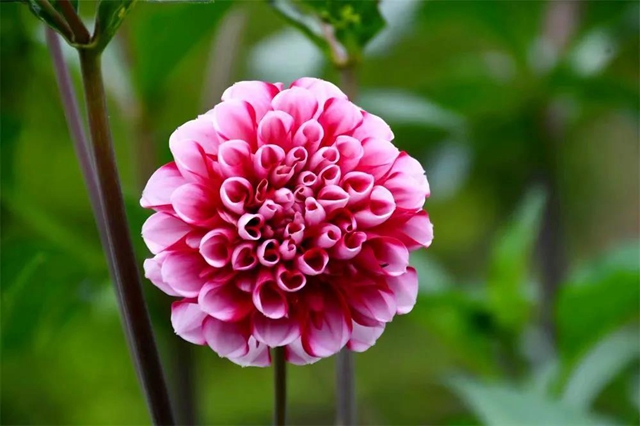【親自然】古藺這兒的夏天繁花似錦，晶瑩璀璨……(圖2)