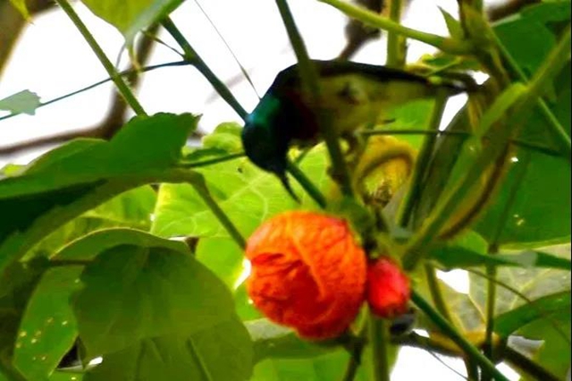 【親自然】古藺這兒的夏天繁花似錦，晶瑩璀璨……(圖4)