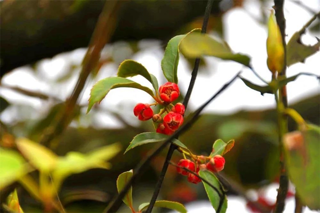 【親自然】古藺這兒的夏天繁花似錦，晶瑩璀璨……(圖6)