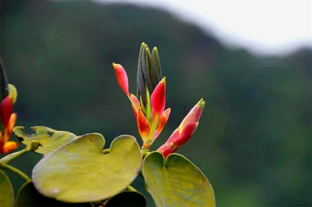 【親自然】古藺這兒的夏天繁花似錦，晶瑩璀璨……(圖7)