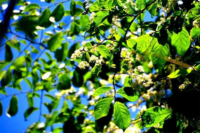 【親自然】古藺這兒的夏天繁花似錦，晶瑩璀璨……(圖8)