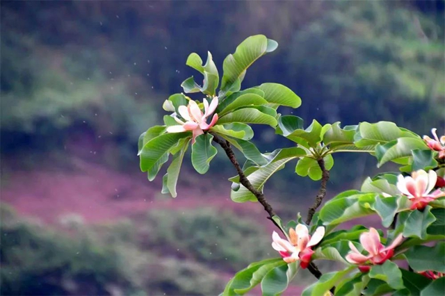 【親自然】古藺這兒的夏天繁花似錦，晶瑩璀璨……(圖9)