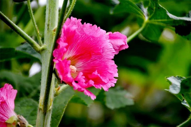 【親自然】古藺這兒的夏天繁花似錦，晶瑩璀璨……(圖10)