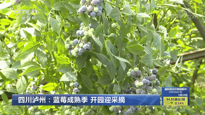 連上4天！央視多次“打卡”瀘州！(圖3)