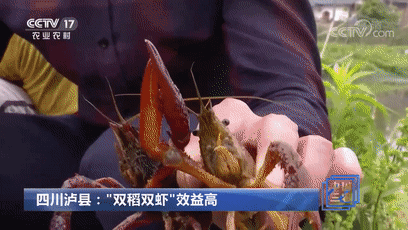 連上4天！央視多次“打卡”瀘州！(圖4)