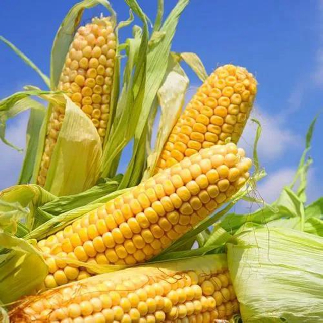 【實(shí)用】煮玉米只加水是外行！多放2種料，又甜又糯！(圖1)