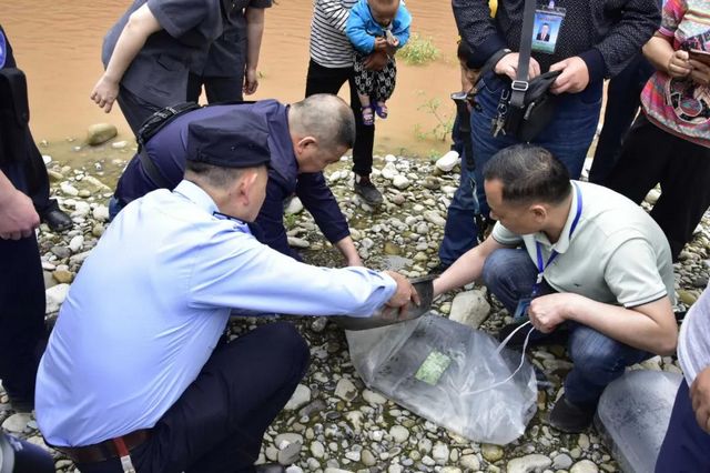 古藺非法捕撈者被判放生魚苗“補河”……(圖4)