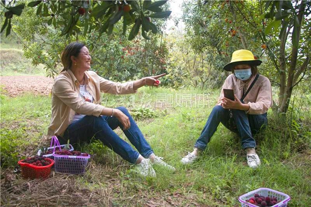 酸酸甜甜就是這個味兒！內(nèi)江楊梅熟了，“搞快”摘！(圖5)