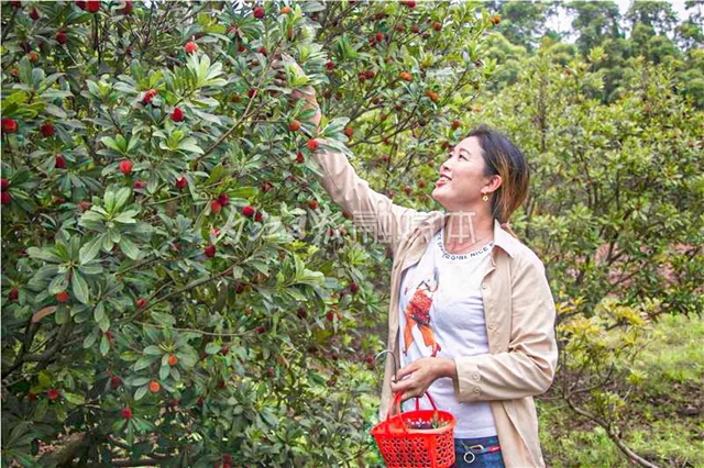 酸酸甜甜就是這個味兒！內(nèi)江楊梅熟了，“搞快”摘！(圖6)