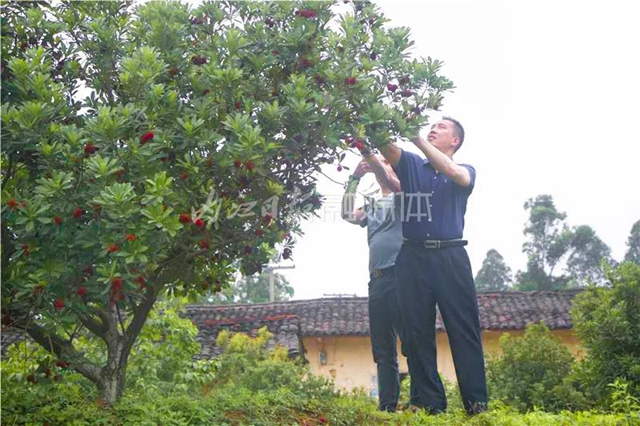 酸酸甜甜就是這個味兒！內(nèi)江楊梅熟了，“搞快”摘！(圖2)