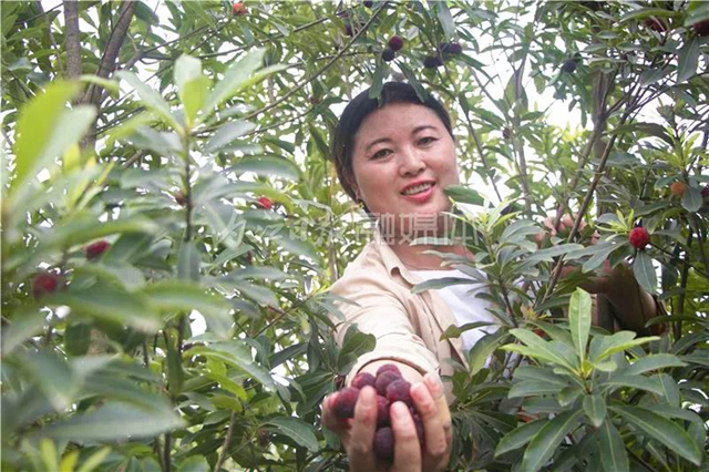 酸酸甜甜就是這個味兒！內(nèi)江楊梅熟了，“搞快”摘！(圖3)