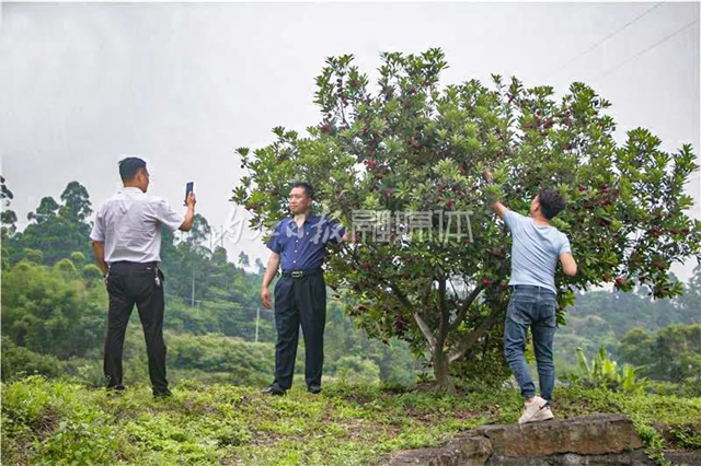 酸酸甜甜就是這個味兒！內(nèi)江楊梅熟了，“搞快”摘！(圖9)