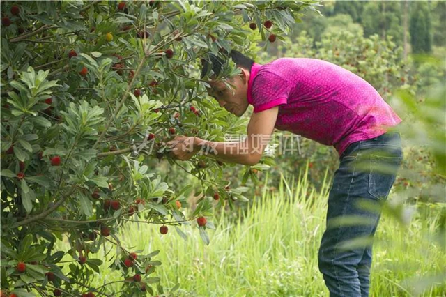 酸酸甜甜就是這個味兒！內(nèi)江楊梅熟了，“搞快”摘！(圖10)