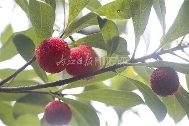 酸酸甜甜就是這個味兒！內(nèi)江楊梅熟了，“搞快”摘！(圖12)