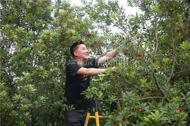酸酸甜甜就是這個味兒！內(nèi)江楊梅熟了，“搞快”摘！(圖15)