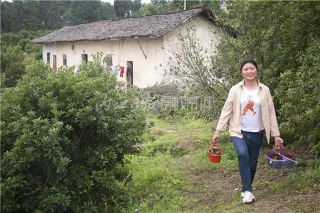 酸酸甜甜就是這個味兒！內(nèi)江楊梅熟了，“搞快”摘！(圖16)