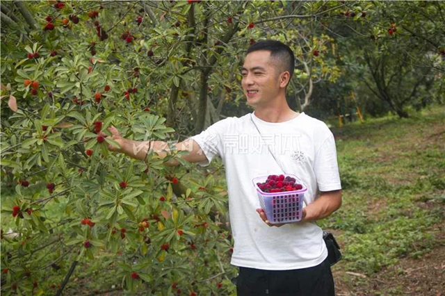 酸酸甜甜就是這個味兒！內(nèi)江楊梅熟了，“搞快”摘！(圖17)