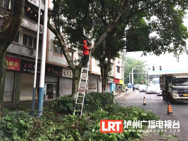 注意安全！瀘州城區(qū)20條干道行道樹“理發(fā)”中(圖2)