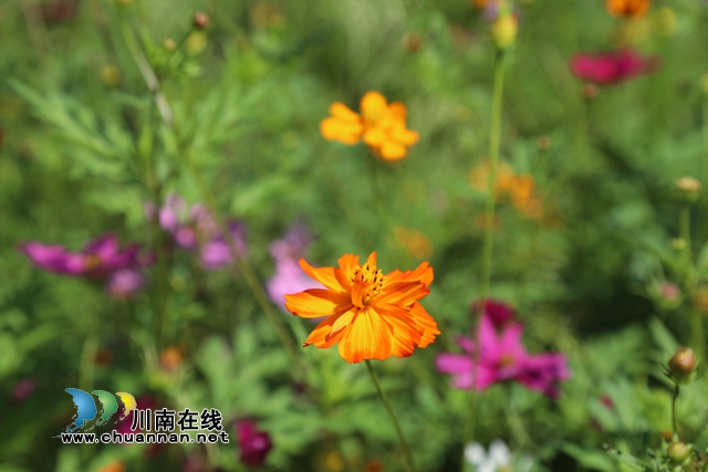 合江：格桑花兒開，游客聞香來(圖3)