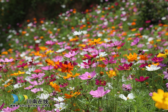 合江：格桑花兒開，游客聞香來(圖5)