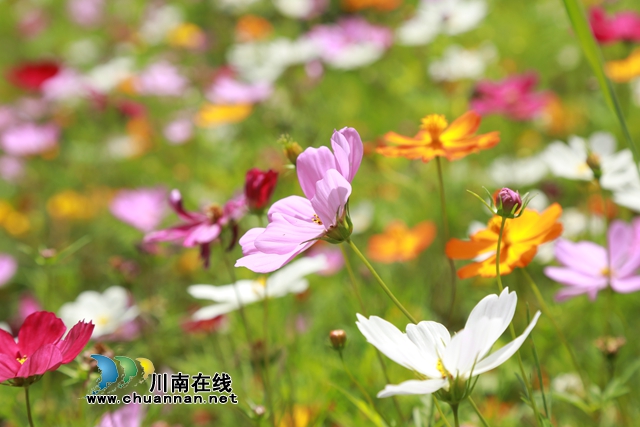 合江：格?；▋洪_，游客聞香來(圖6)