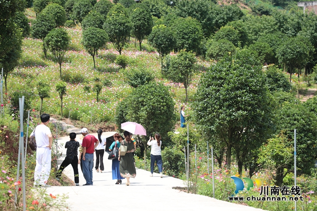 合江：格桑花兒開，游客聞香來(圖2)