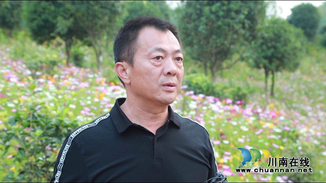 合江：格桑花兒開，游客聞香來(圖9)