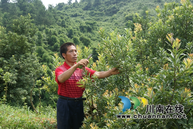 古藺苗族同胞古美倫：大山深處的苗家致富帶頭人(圖3)