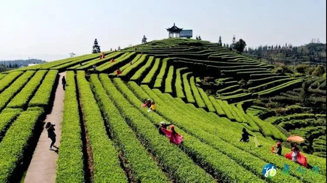 創(chuàng)建天府旅游名縣丨納溪區(qū)持續(xù)賦能“旅游+”和“+旅游”戰(zhàn)略(圖2)