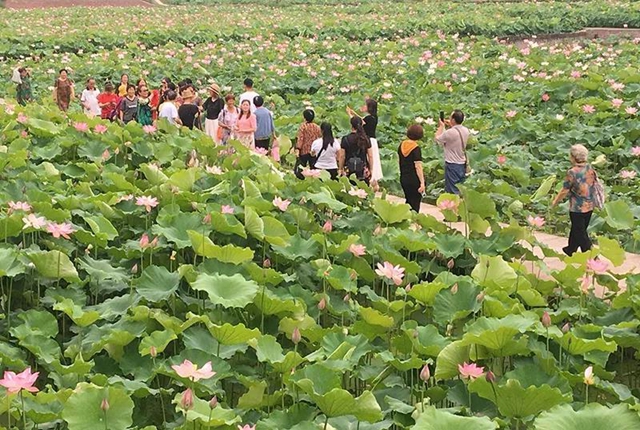 瀘州這些地方的荷花太美了！(圖6)