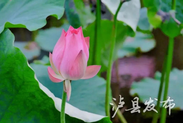 瀘州這些地方的荷花太美了！(圖13)
