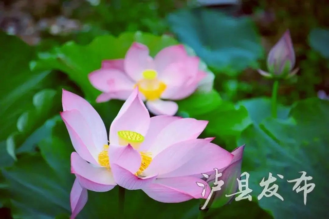 瀘州這些地方的荷花太美了！(圖11)