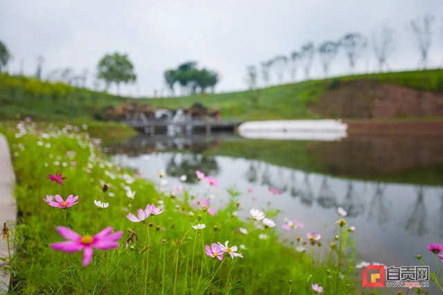 占地超50萬(wàn)平方米！自貢新添一座“高顏值”濕地公園(圖8)