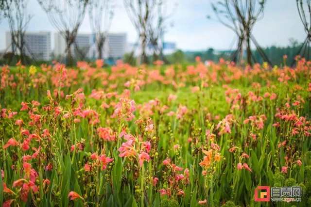 占地超50萬(wàn)平方米！自貢新添一座“高顏值”濕地公園(圖12)