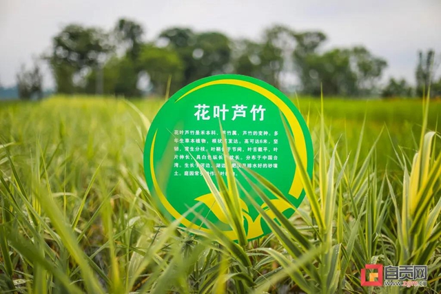 占地超50萬(wàn)平方米！自貢新添一座“高顏值”濕地公園(圖13)
