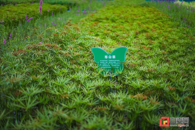 占地超50萬(wàn)平方米！自貢新添一座“高顏值”濕地公園(圖15)