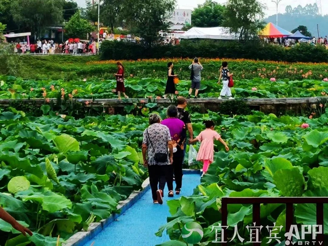 太美了！宜賓永興荷花開啦！約起！(圖9)