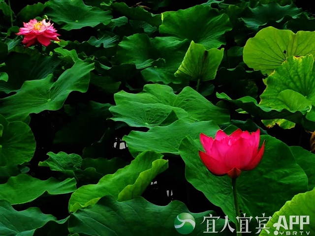 太美了！宜賓永興荷花開啦！約起！(圖11)