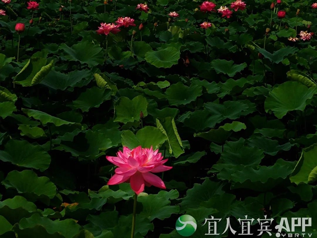太美了！宜賓永興荷花開啦！約起！(圖4)