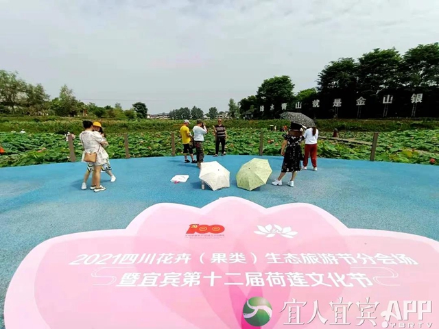 太美了！宜賓永興荷花開啦！約起！(圖3)