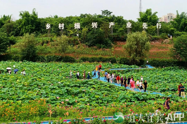 太美了！宜賓永興荷花開啦！約起！(圖5)