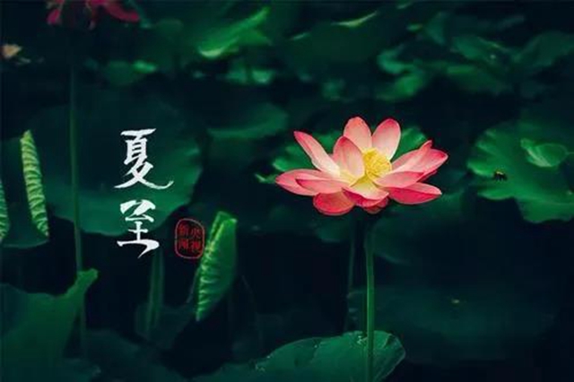 【夏至】今天開(kāi)始，多吃“苦味”食物！(圖7)