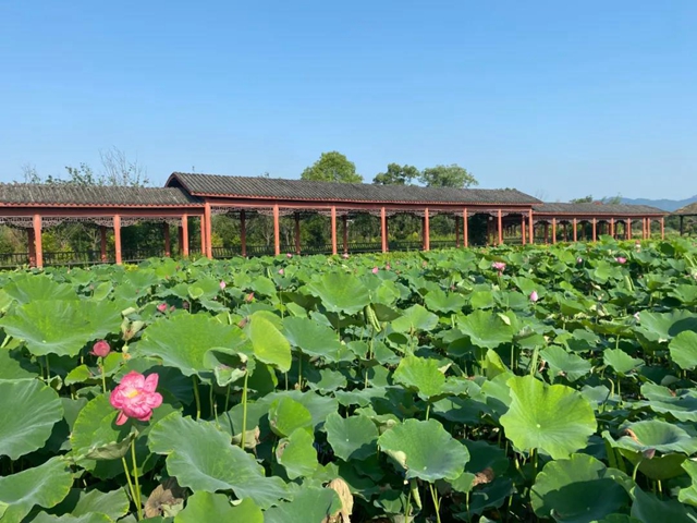 瀘州這些地方荷花已經(jīng)綻放，快去打卡！(圖7)