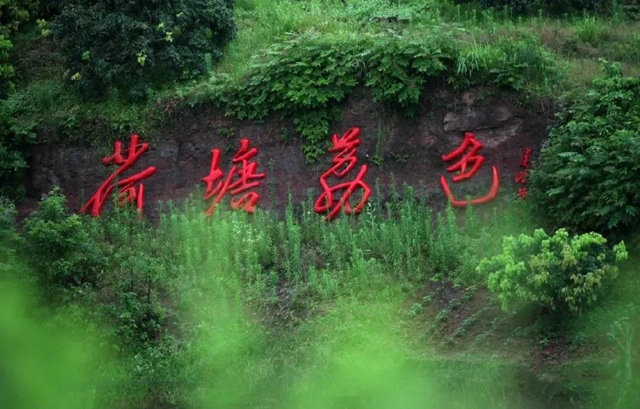 瀘州這些地方荷花已經(jīng)綻放，快去打卡！(圖13)