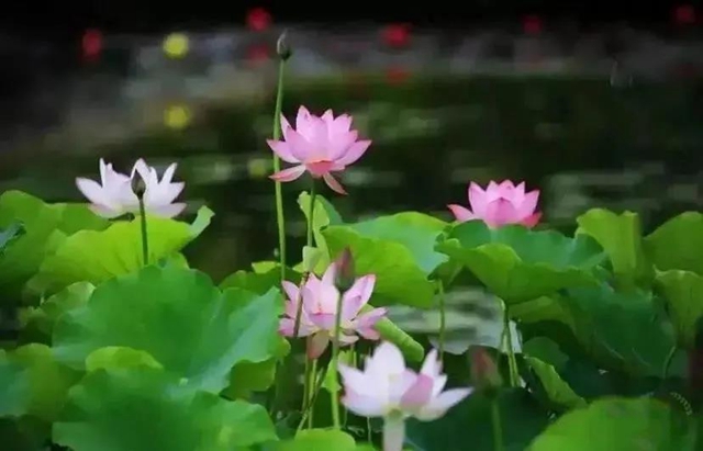 瀘州這些地方荷花已經(jīng)綻放，快去打卡！(圖16)