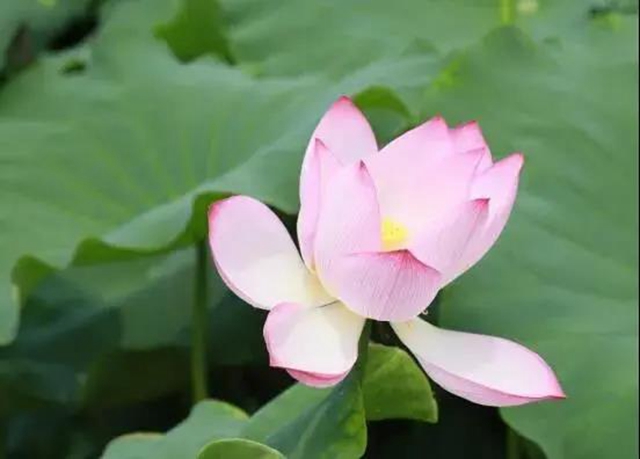瀘州這些地方荷花已經(jīng)綻放，快去打卡！(圖19)